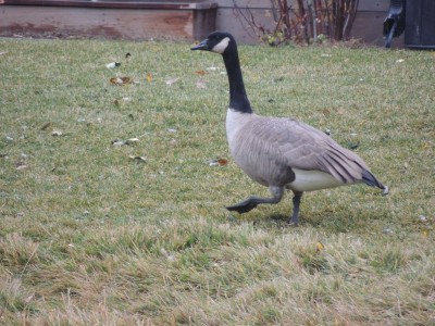 Goose stepping