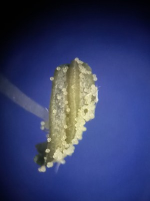 pollen