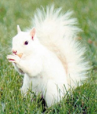 white squirrel.jpg