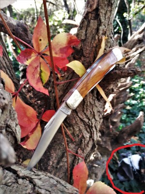 Bear up a tree II.jpg