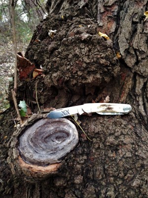 XX Treed.jpg