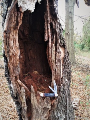 Ka-bar Jack hollow tree.jpg