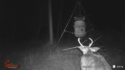 This little feller decided to bring his own camouflage to the party.  Must have tried to thrash a bush and it broke off.