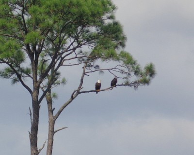Eagles.jpg