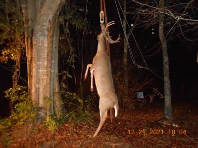 Hanging in the old oak fixin' to lose his britches