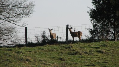 IMG_7010.JPG