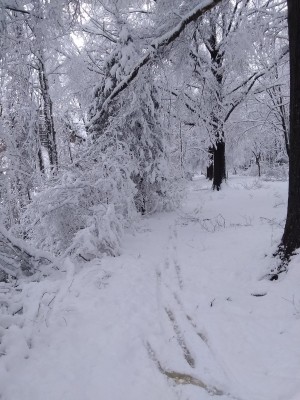 2022-01-03_13-31-51_-_cross_country_skiing.jpg