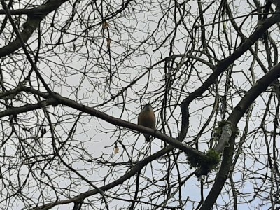 thumbnail_20220113_111520.jpg