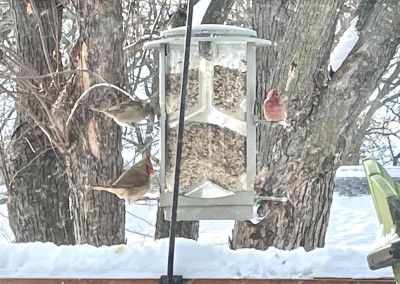 finch & cardinal.jpg