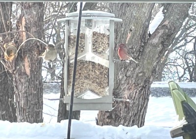 house finch.jpg