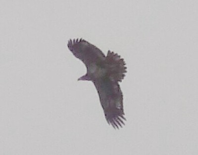 Immature Bald Eagle