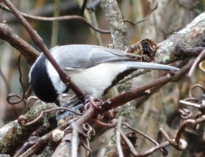 Carolina Chickadee