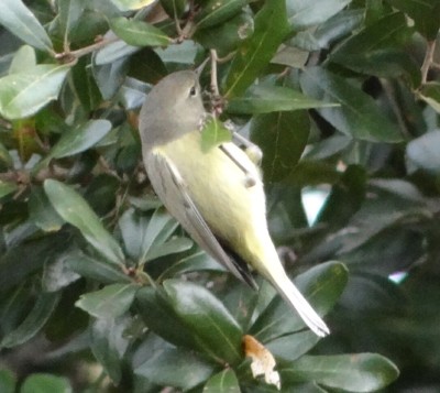 Ruby Crowned Kinglet