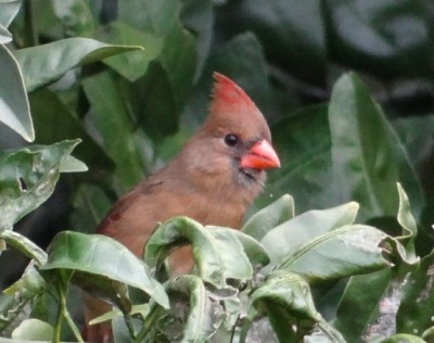 Northern Cardinal