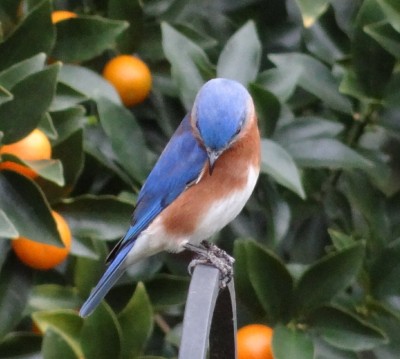 Eastern Bluebird