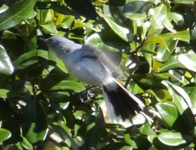 Blue-gray gnatcatcher