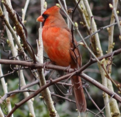 Northern Cardinal