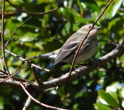 Yellow Rumped Warbler