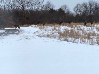 deer in front field.jpg