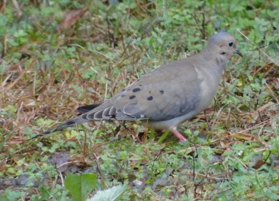 Mourning Dove