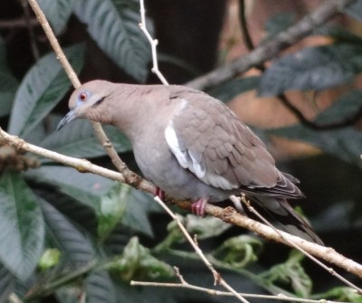 White-winged Dove