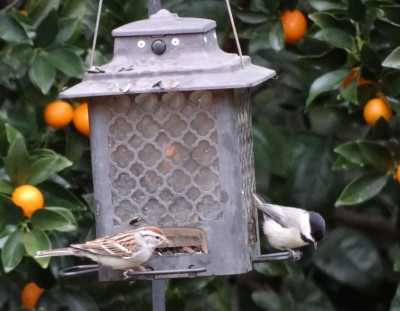 feeder