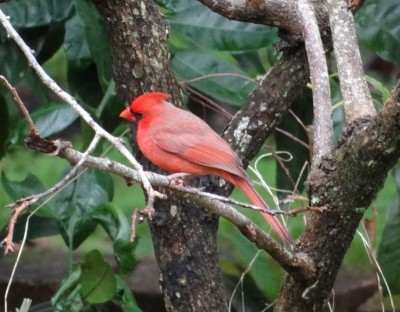 Cardinal