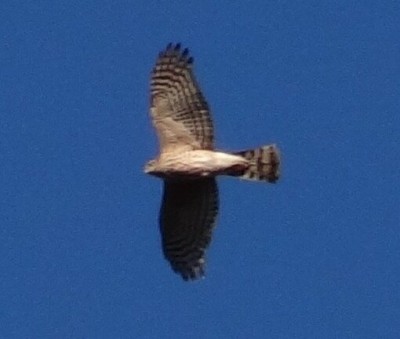 Accipiter