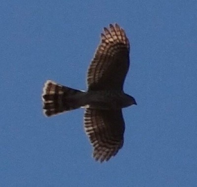 Accipiter