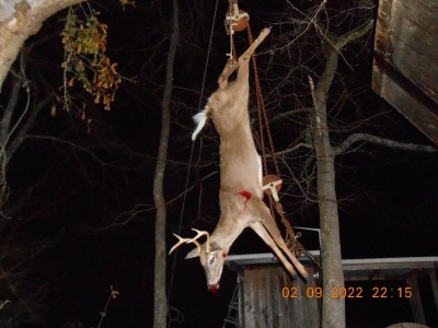 No brow tines or "eye guards" as some folks call'em.