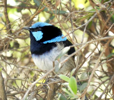 1. BLUE WREN.jpg