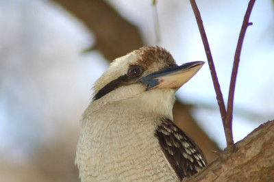 DSC_0005.JPG