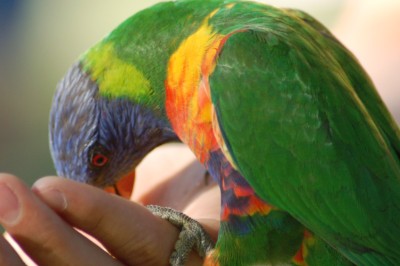 RAINBOW LORIKEET.JPG