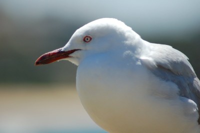 SILVER GULL 5.JPG
