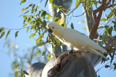 SULPHUR-CRESTED COCKATOO.JPG