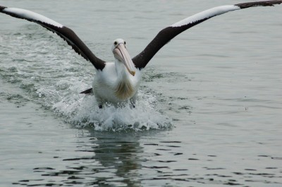 DSC_0044.JPG