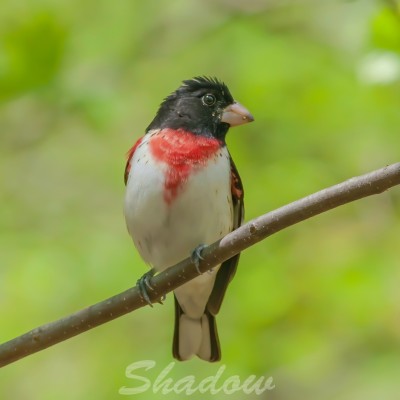 Grossbeak-soft-3-denoise-denoise.jpg