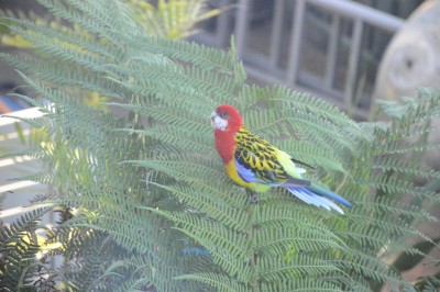 DSC_0005.JPG