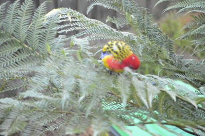 DSC_0008.JPG