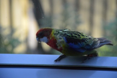 DSC_0004.JPG