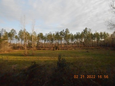 Looking south out of the stand.
