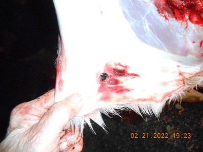 023.JPG (217.99 KiB) Viewed 2528 times 50 caliber hole in the hide.