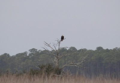 Eagle