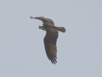 Osprey