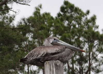 Brown Pelican