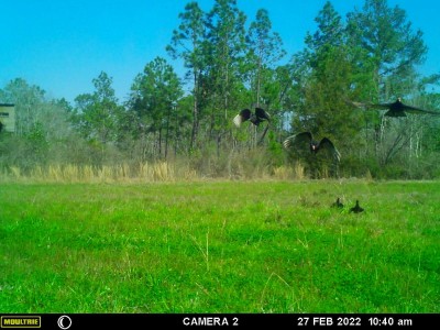 MFDC0154.JPG (240.14 KiB) Viewed 2494 times The Turkey Buzzards have the red heads.