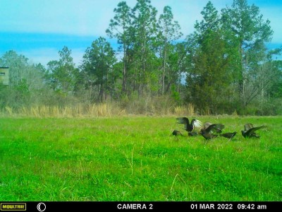 Appears all of these are Turkey Buzzards.