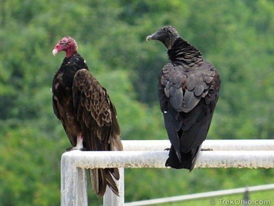 Buzzards.jpg