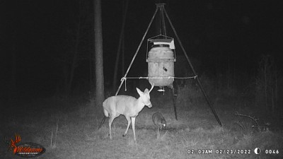 Our woods are so thick that it is very rare to find a shed, the trails are near about impossible to follow.  Then when we do pick one up, the rats and squirrels have usually devoured enough of the antler to make it undesirable.