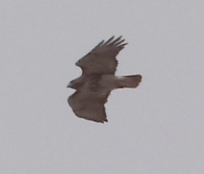 Red Tail